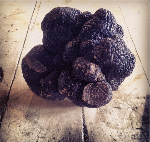 Australian Truffle