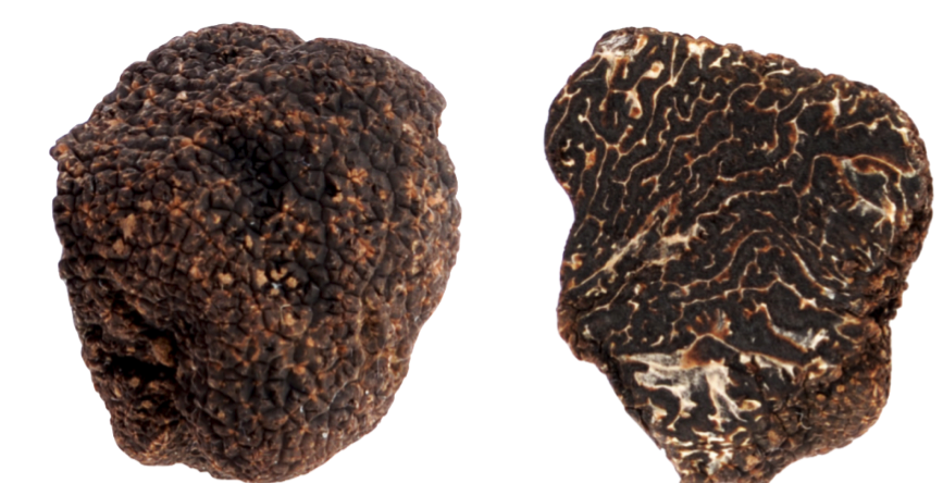 Tuber melanosporum (black winter truffle) cultivated in Wales