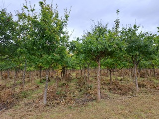 Scottish Orchard