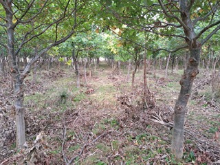 Scottish orchard maintenance