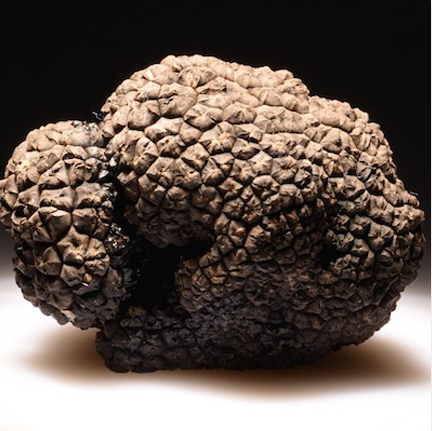 The first cultivated truffle in the UK
