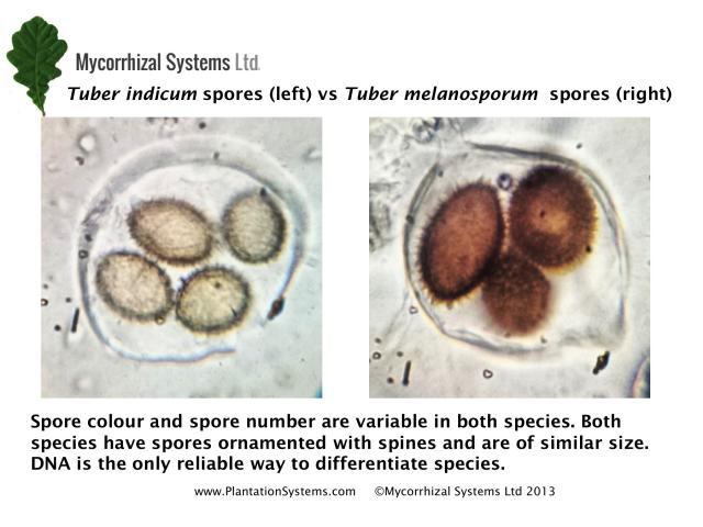 Tuber indicum and Tuber melanosporum spores