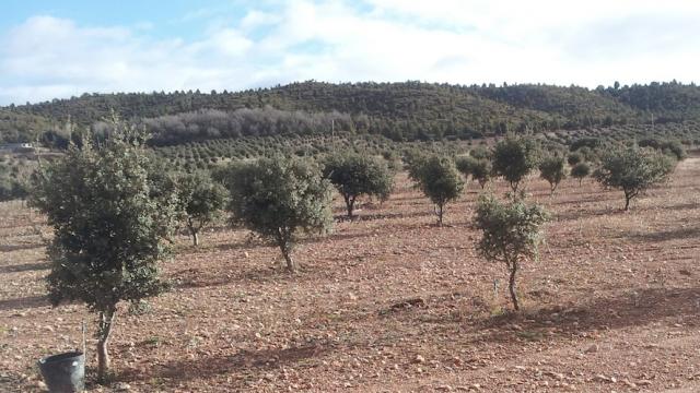 Cultivating truffle 