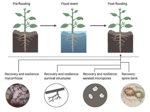 Effect of flooding on truffle tree roots ectomycorrhiza