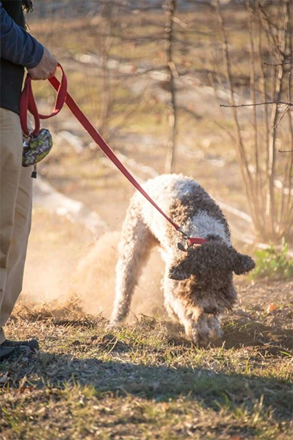 dog-truffle