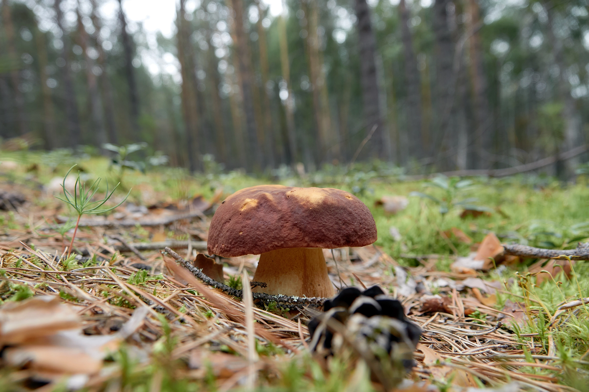 Our first trial site has been planted - Mycoforestry in action. 1 Microbiology & Mycoforestry Research Role