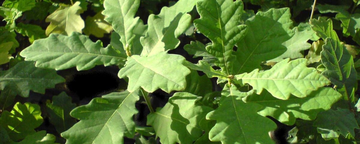 Truffle Oak tree
