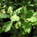 Truffle Oak tree