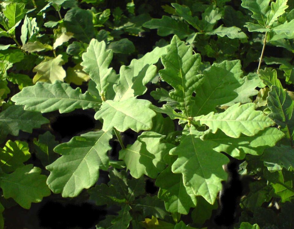 Truffle Oak tree