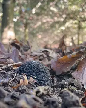 Truffle Cultivation & Growers' Seminar 13 Tripping over truffles in Leicester