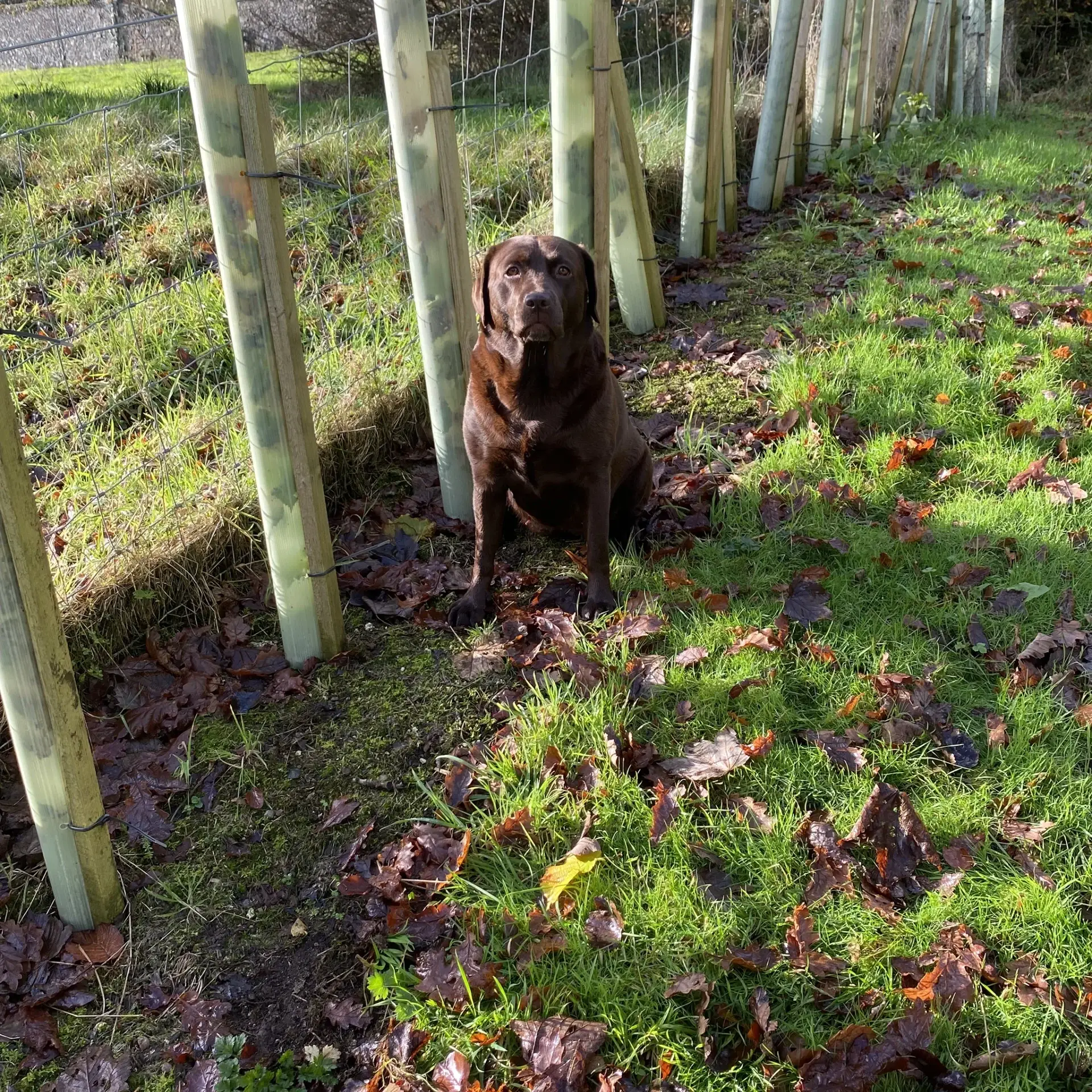 Whinnie the truffle hound