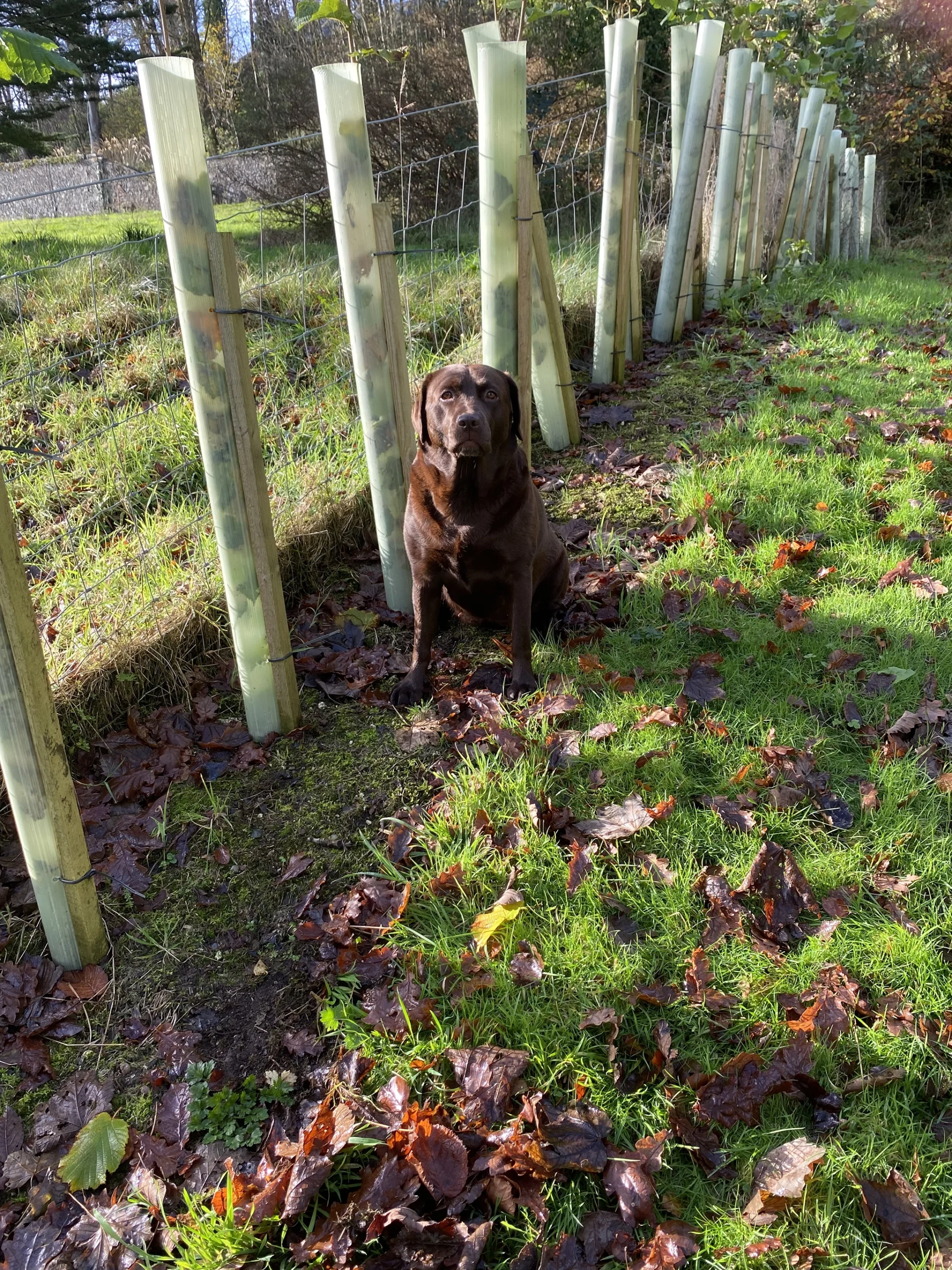 whinnie the truffle dog scaled
