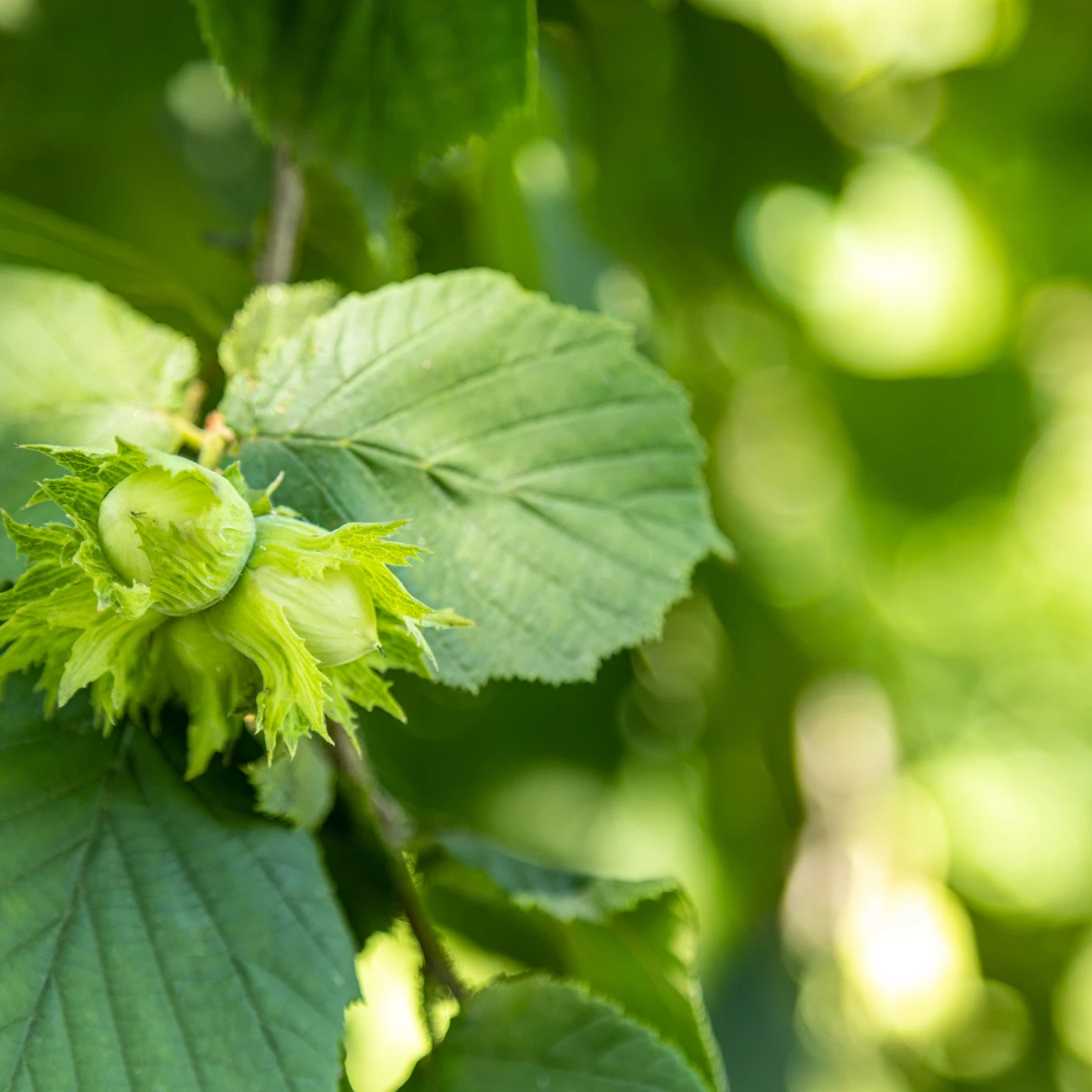 Hazel Corylus avellana