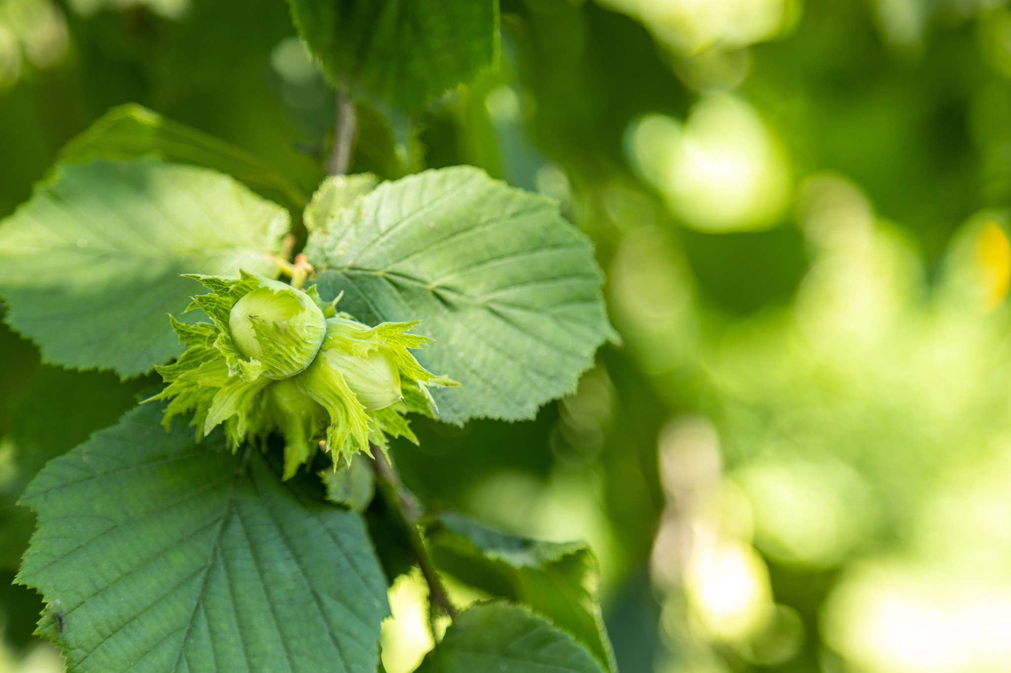 Hazel Corylus avellana