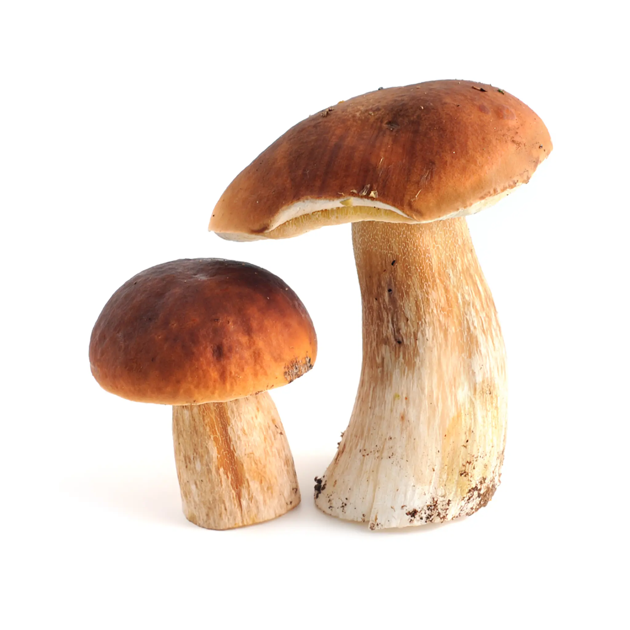 Boletus edulis