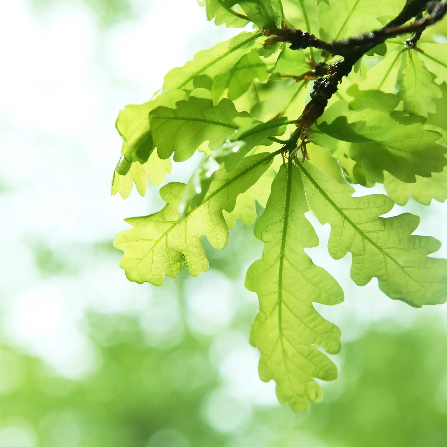 English Oak Quercus robur