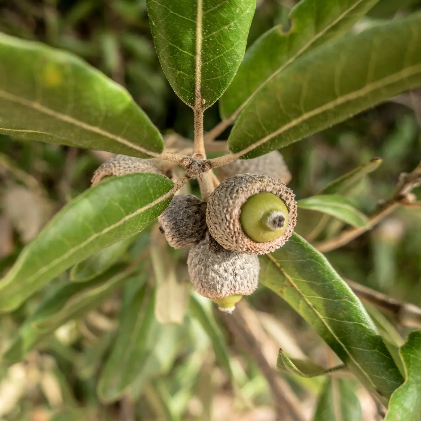 Evergreen Oak Quercus ilex Holm Oak
