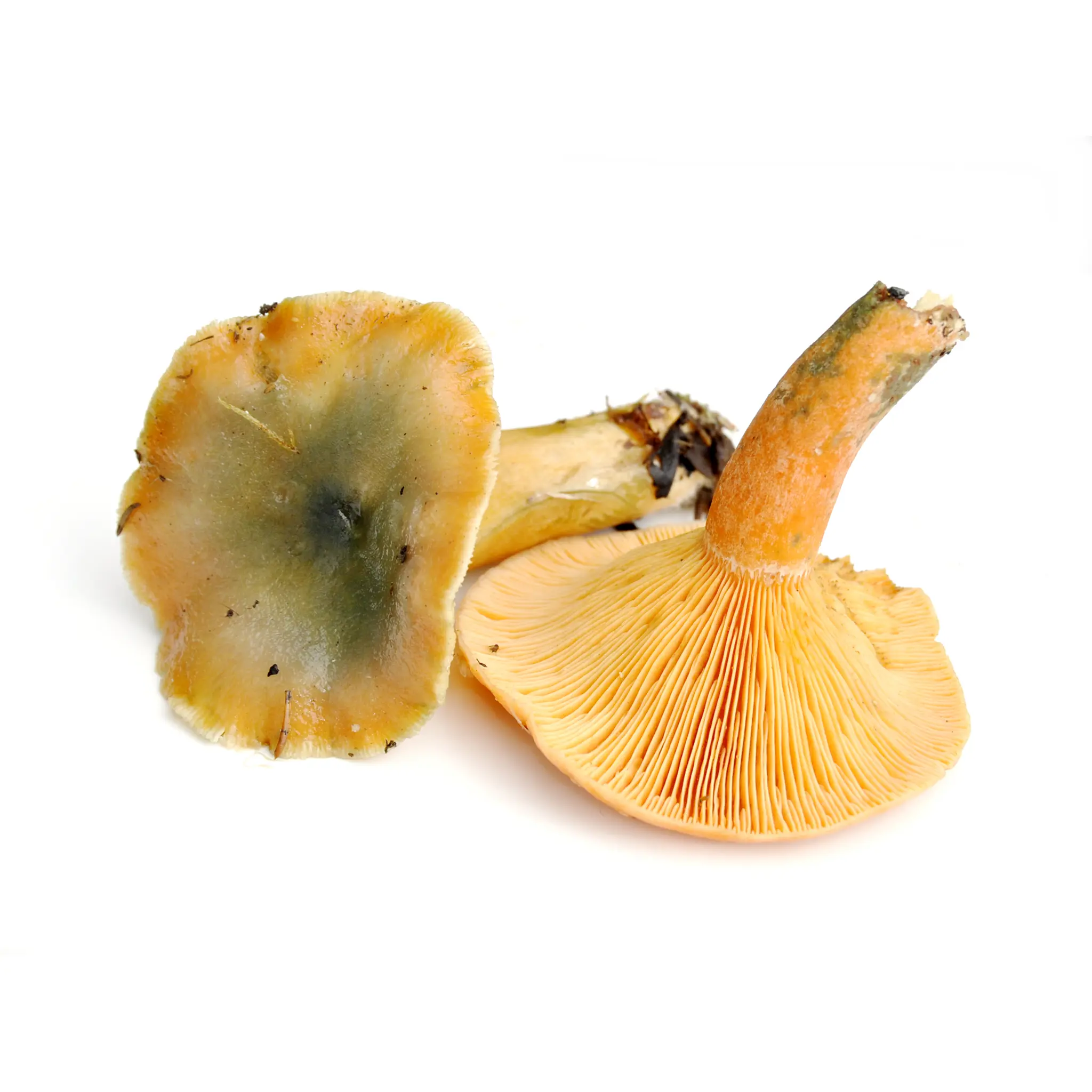 Lactarius deterrimus