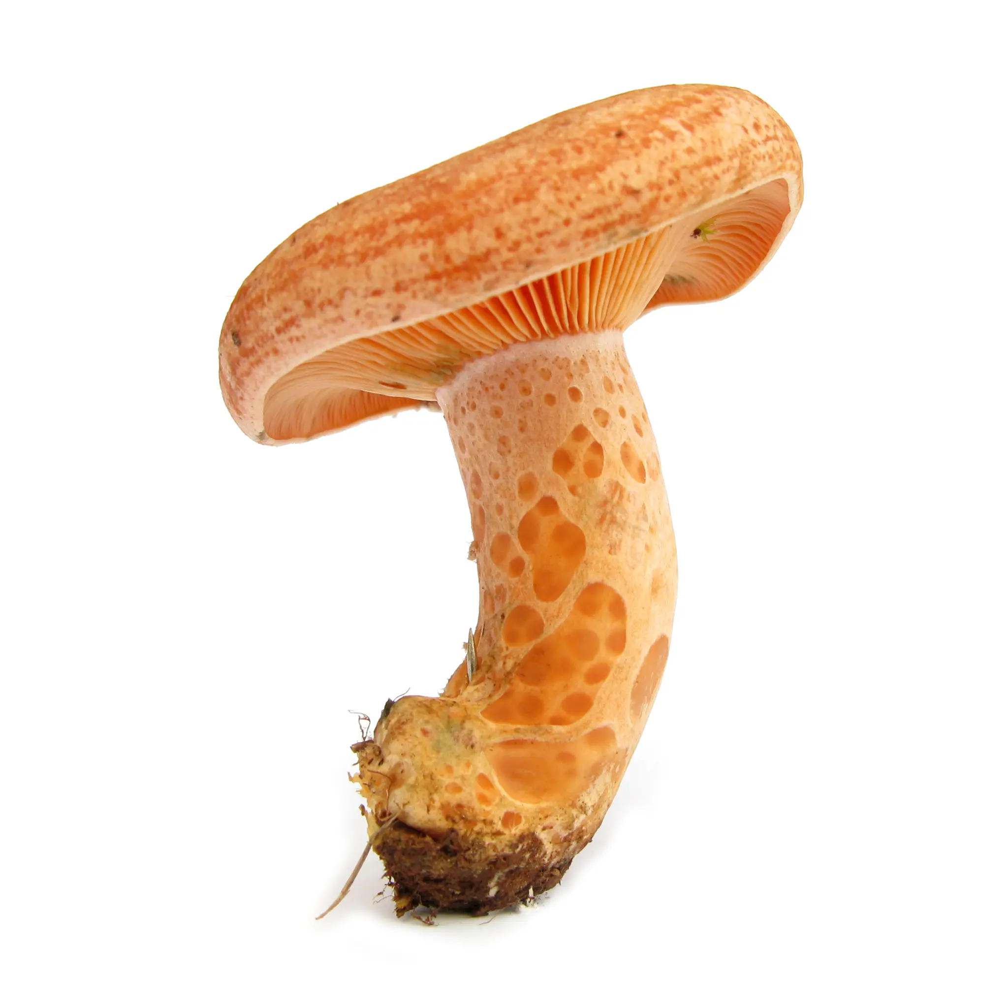 Lactarius quieticolor