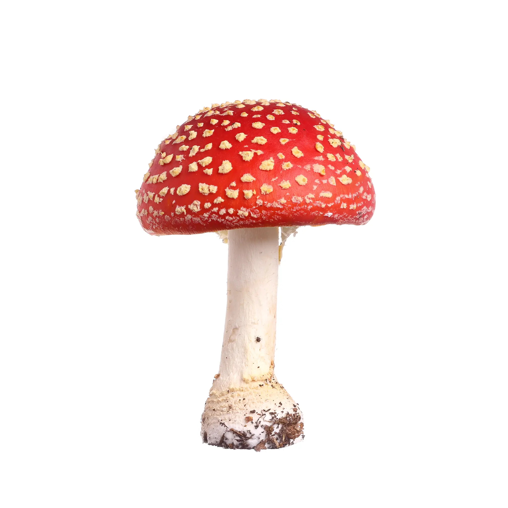 Amanita muscaria