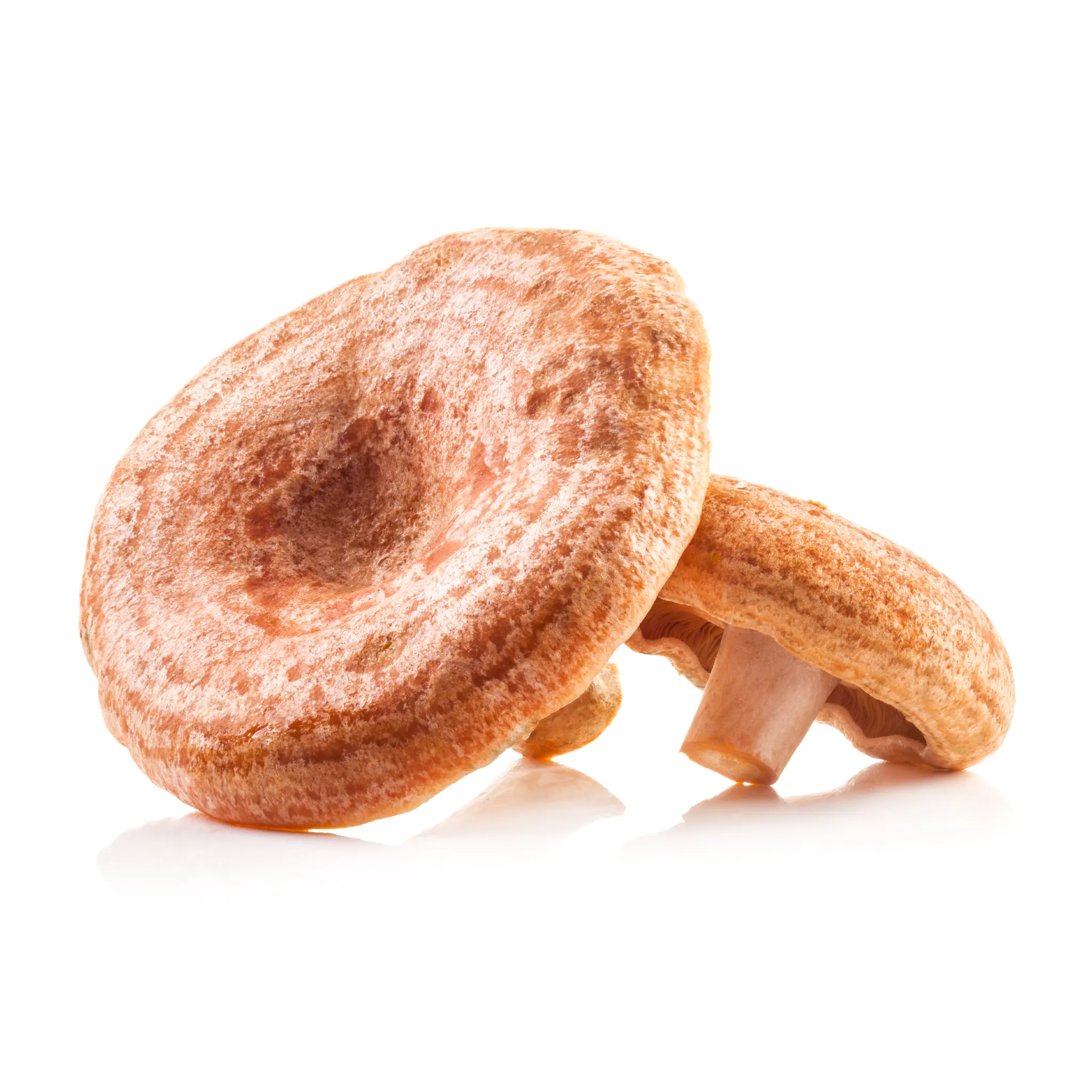 Lactarius deliciosus