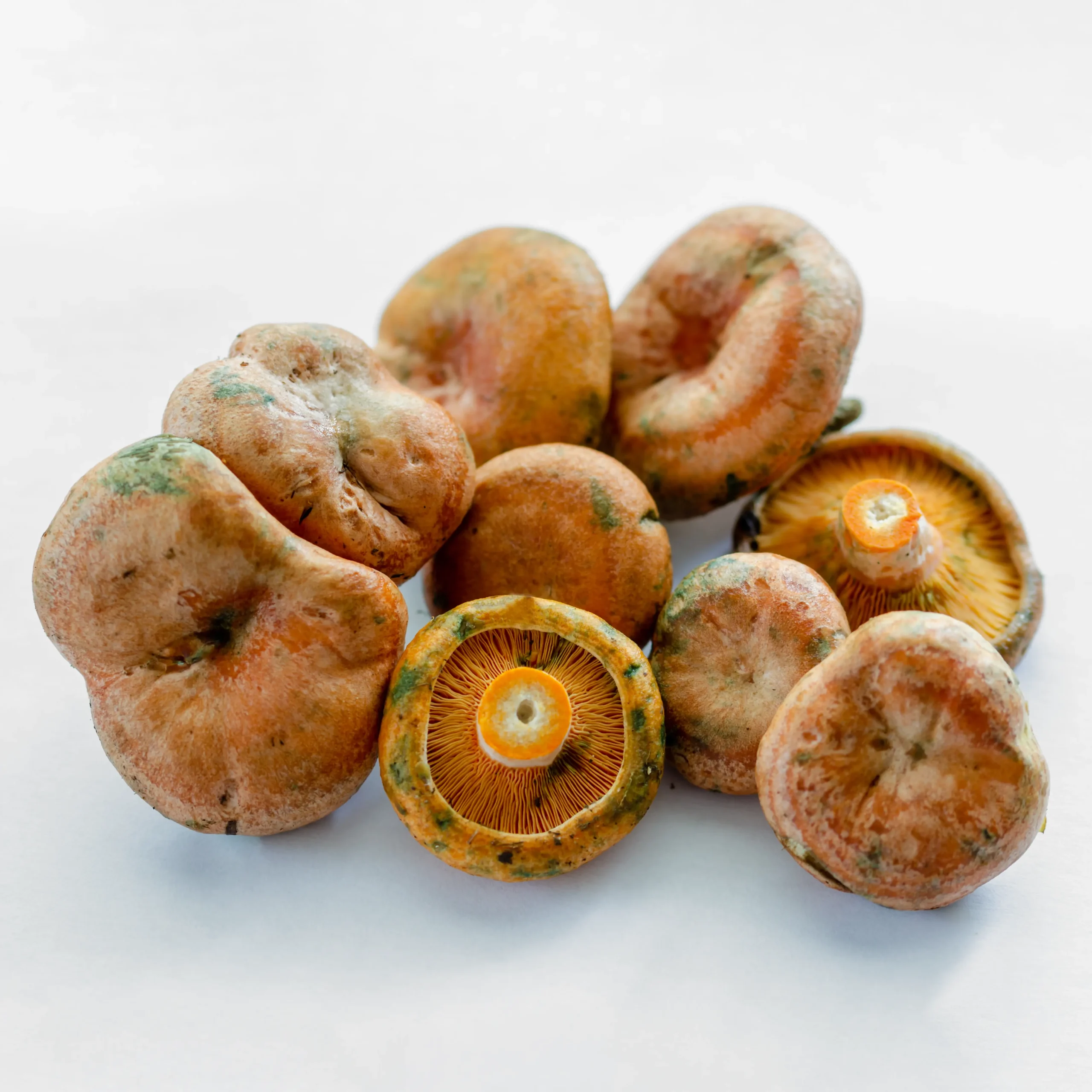 Buy Pine or Picea trees Carrot Milkcap Lactarius quieticolor